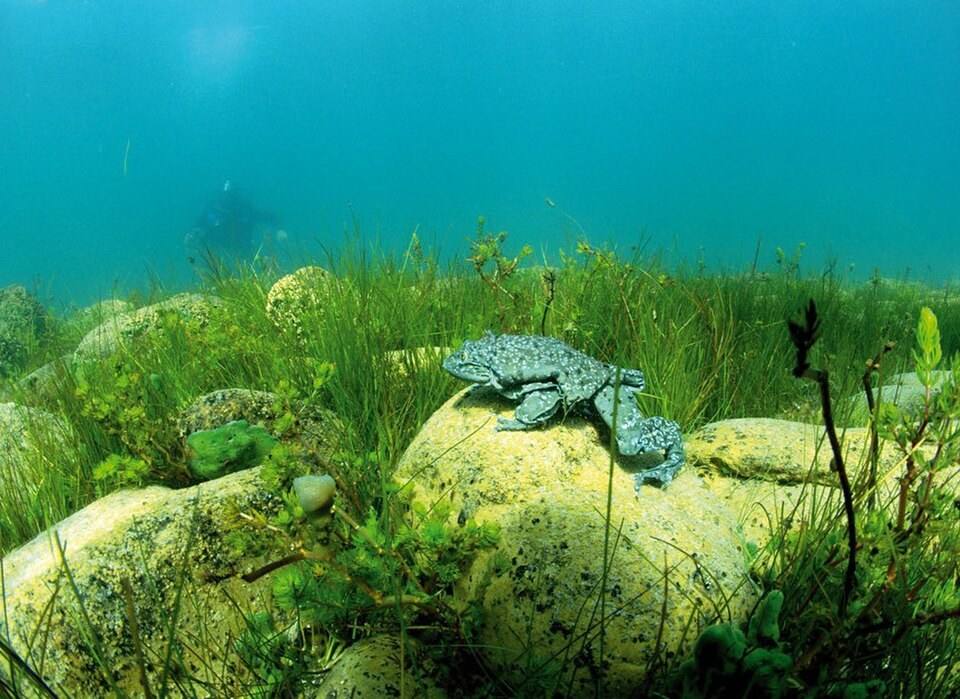 A Titicaca water frog photographed underwater in natural habitat near Moon Island.