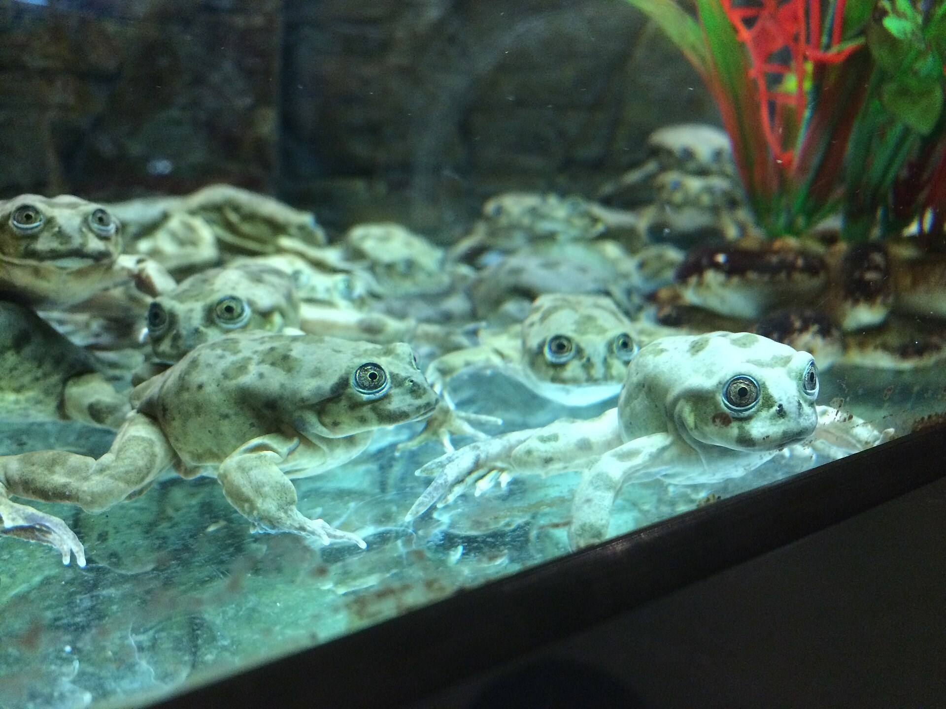 Captive Titicaca frogs at Denver Zoo; this is not a tourist wildlife sighting.